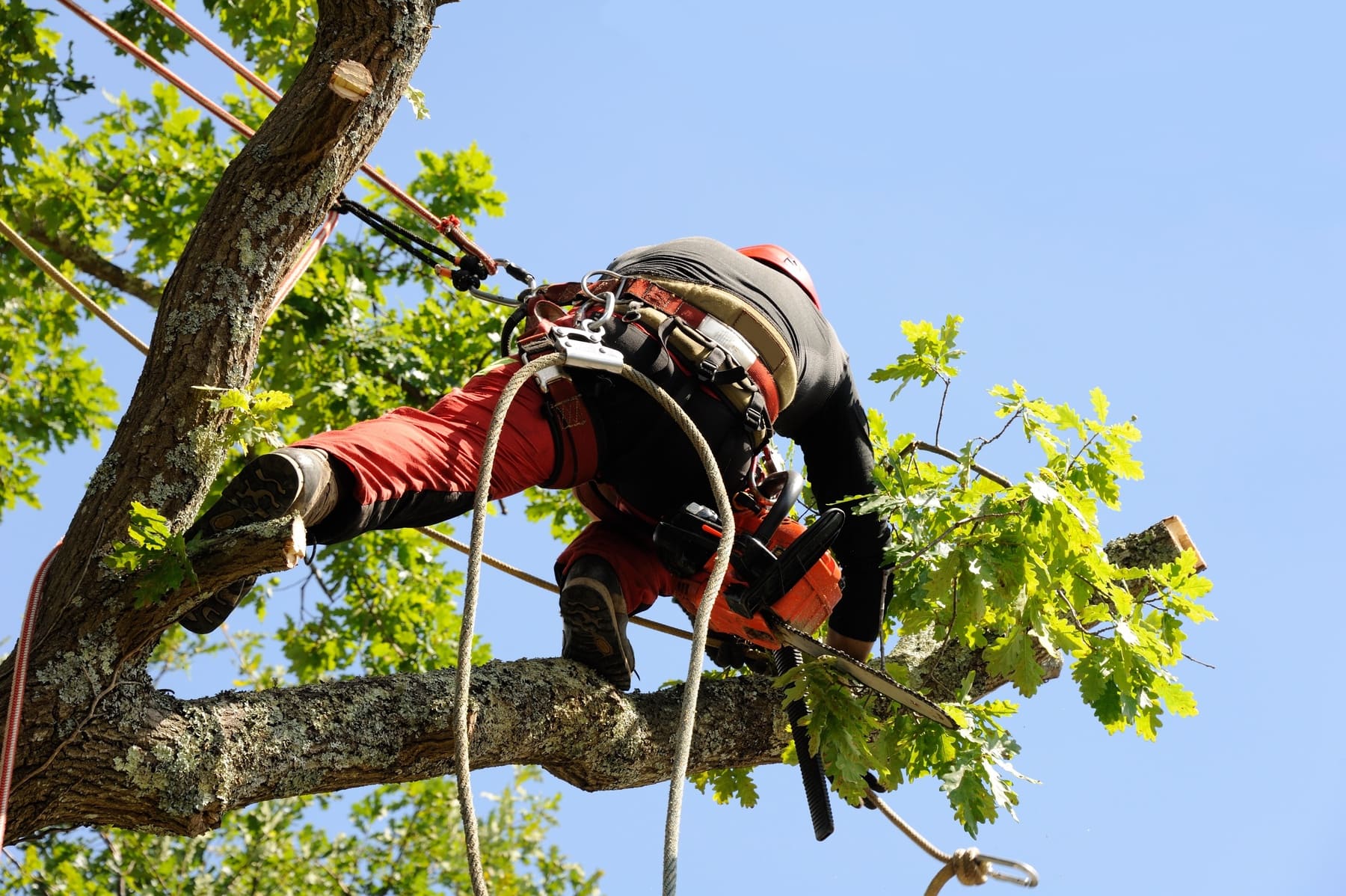 Chine Taille arboricole personnalisée et escalade d'arbres harnais